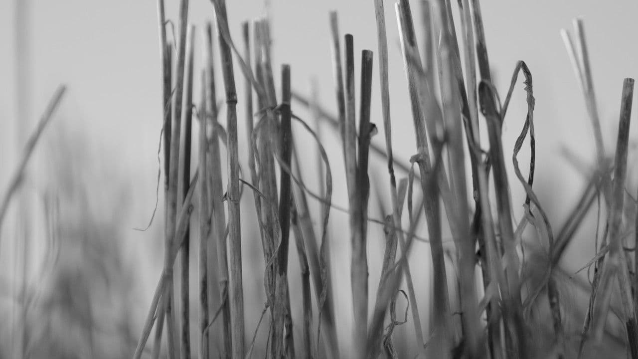 Solastalgiaの背景画像