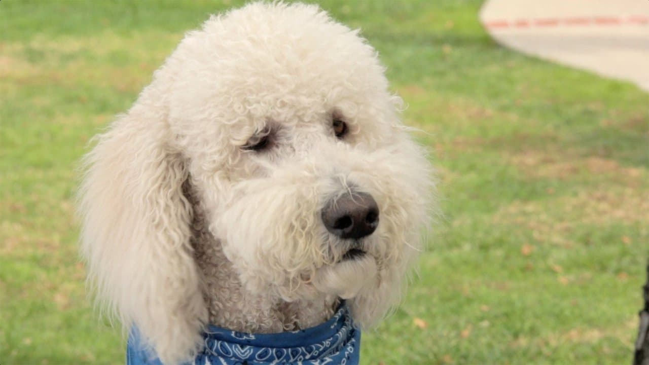 In the Dog Houseの背景画像