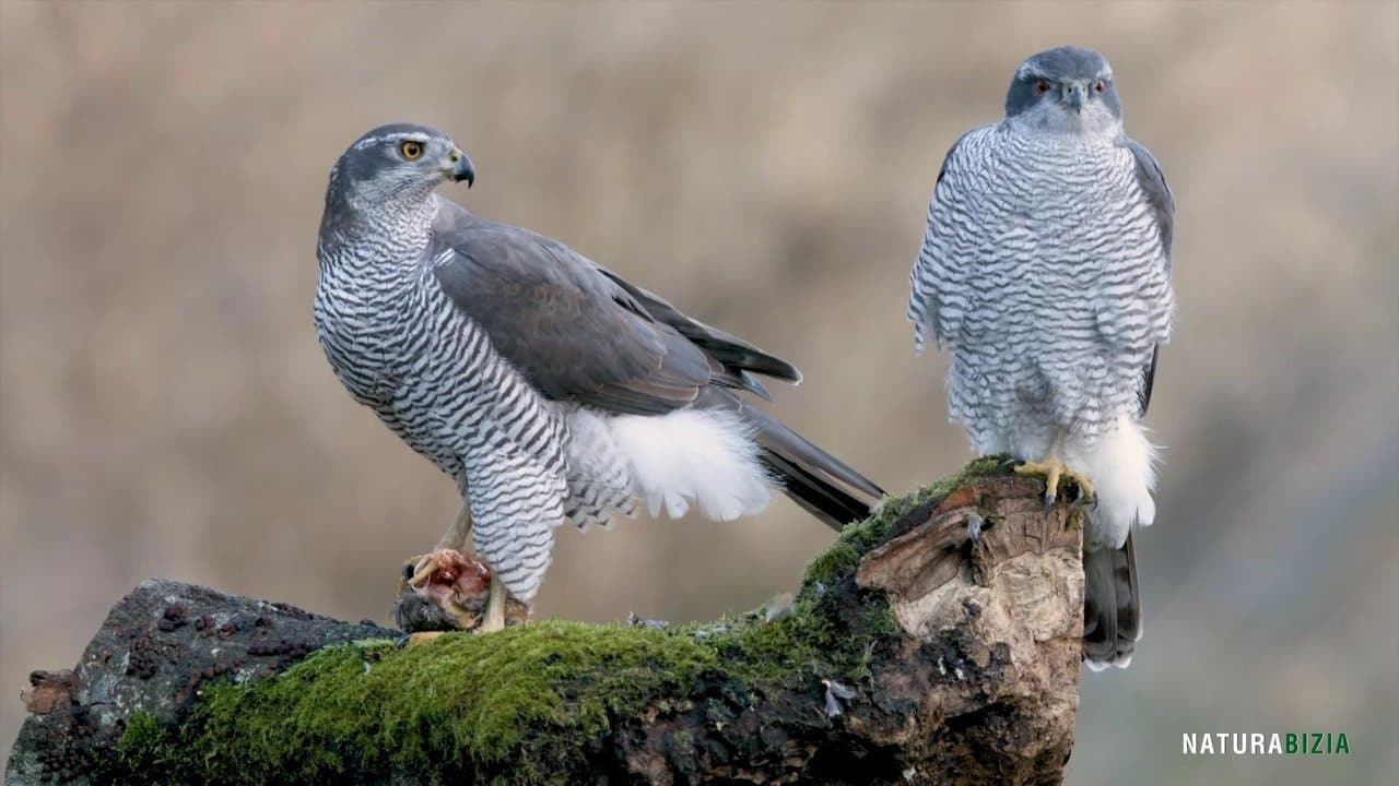 Natura Biziaの背景画像