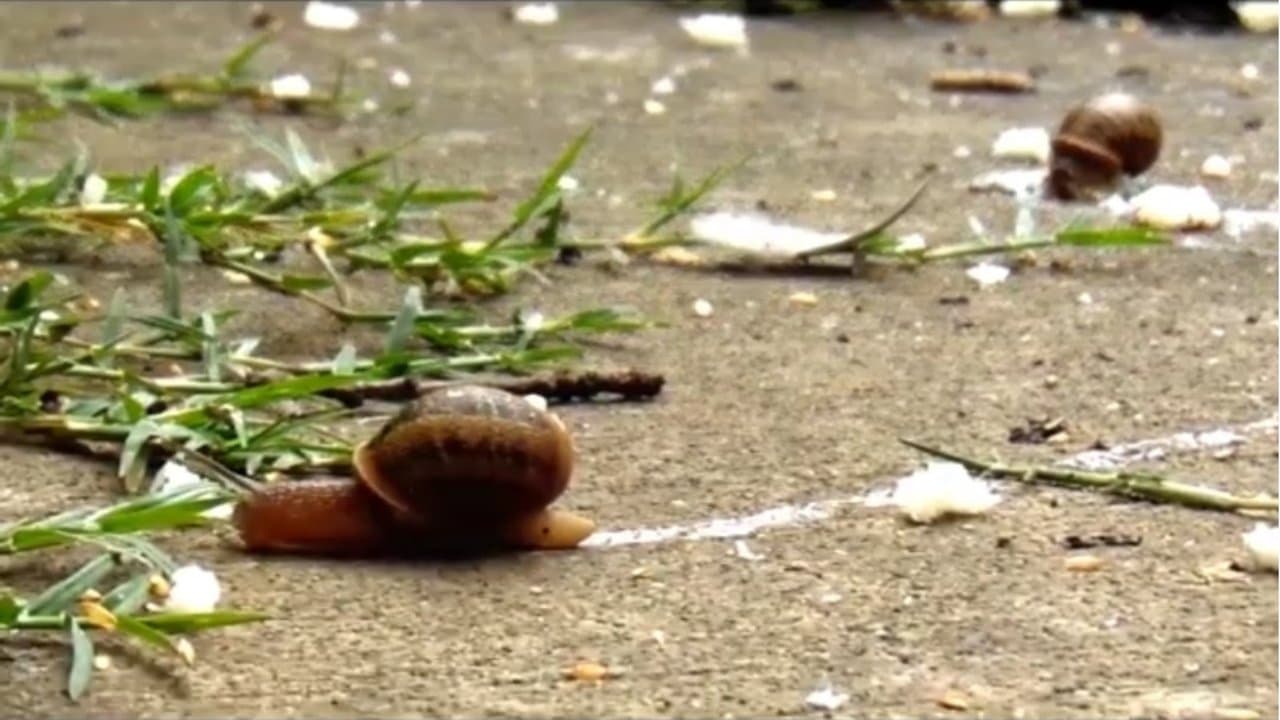 Hurto Libreの背景画像