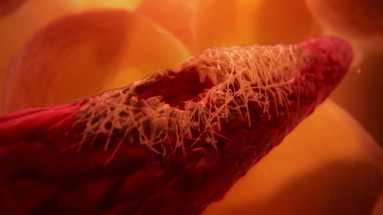 Inside the Human Bodyの背景画像