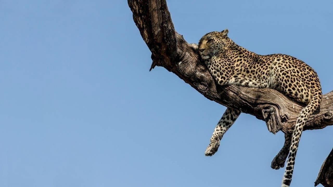 Soul of The Catの背景画像