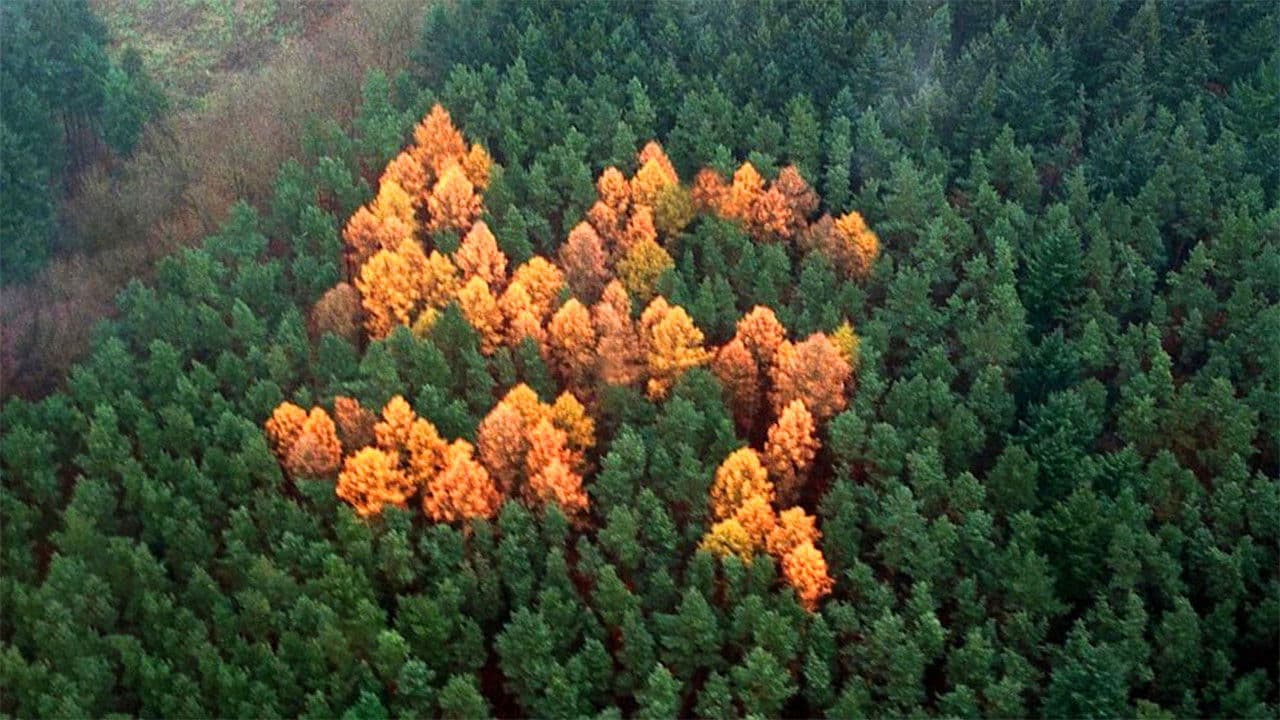 The Story of the Swastikaの背景画像