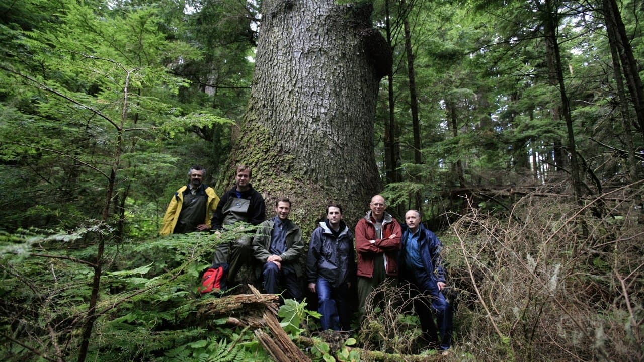 Musicwoodの背景画像