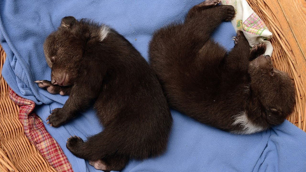 Méďovéの背景画像