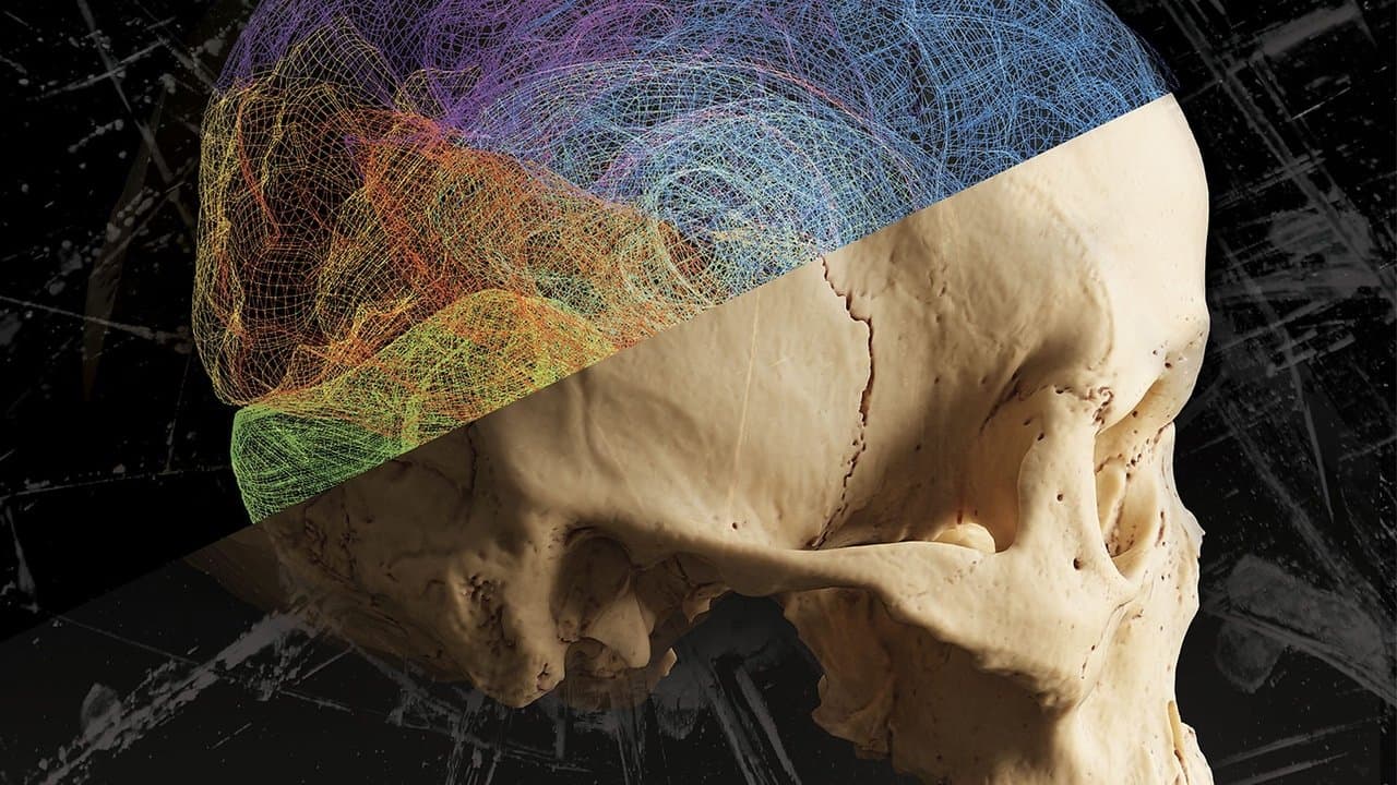 The Violence Paradoxの背景画像