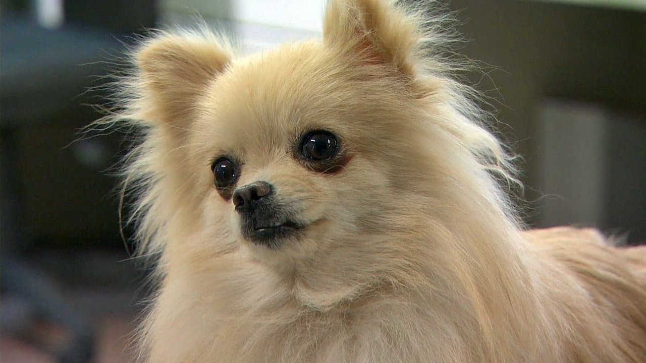 犬を飼うということの背景画像