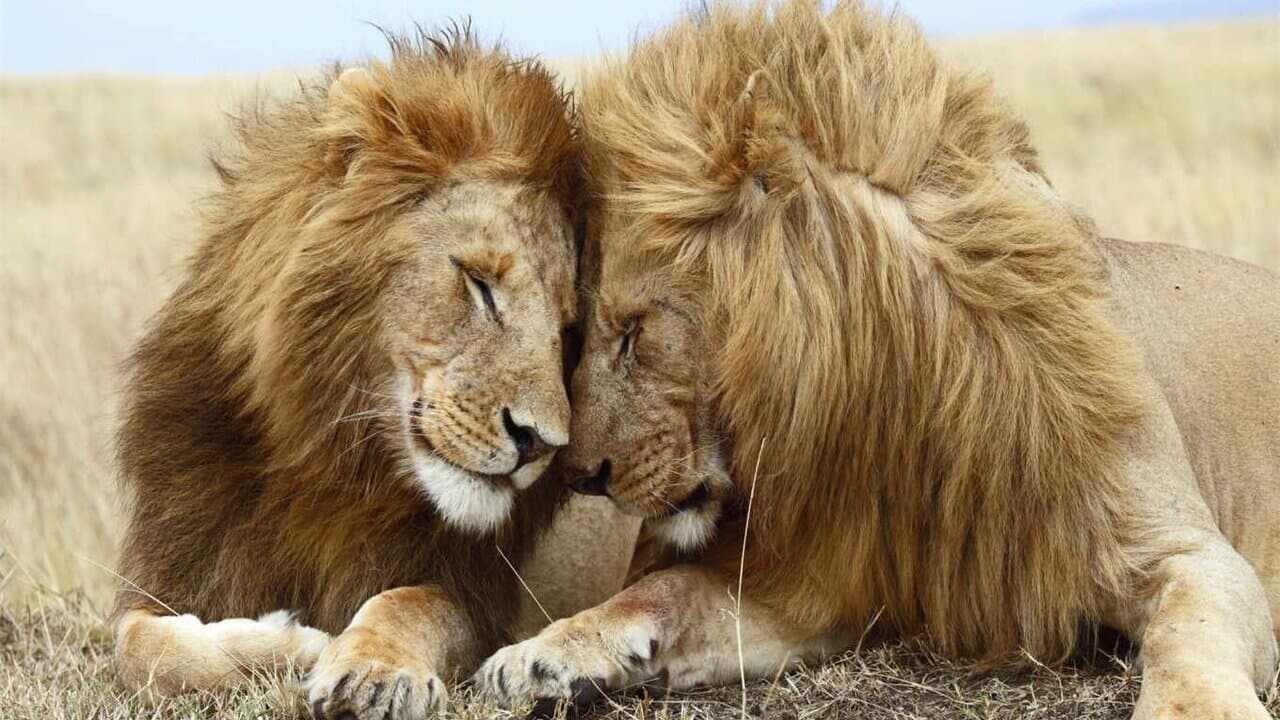 Second Nature: Gender and Sexuality in the Animal Worldの背景画像