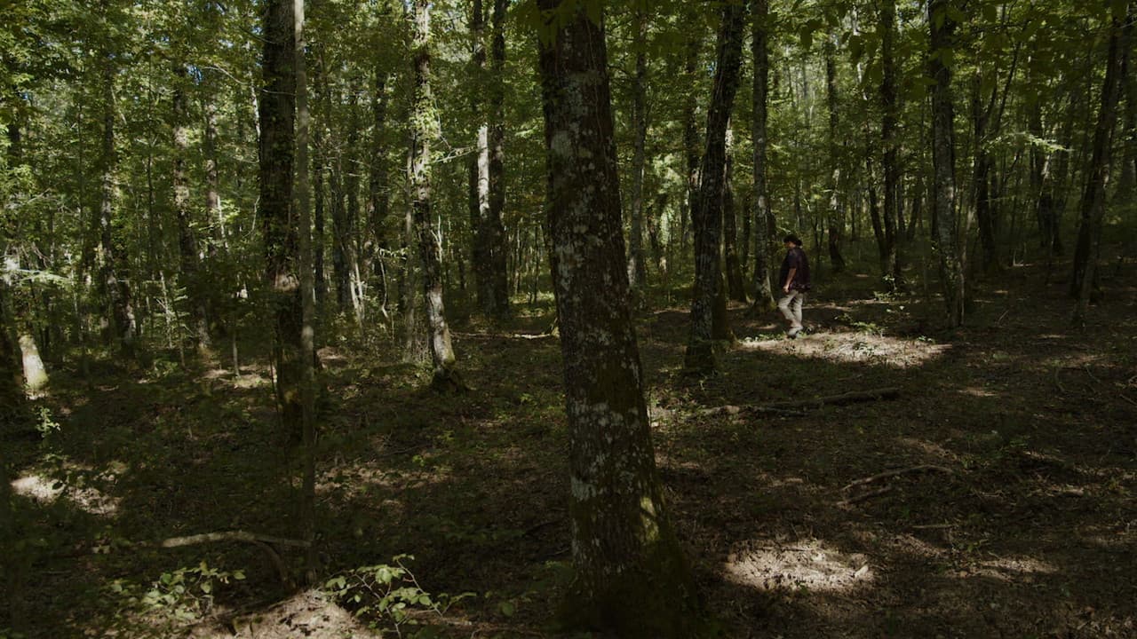 L'ornitologaの背景画像