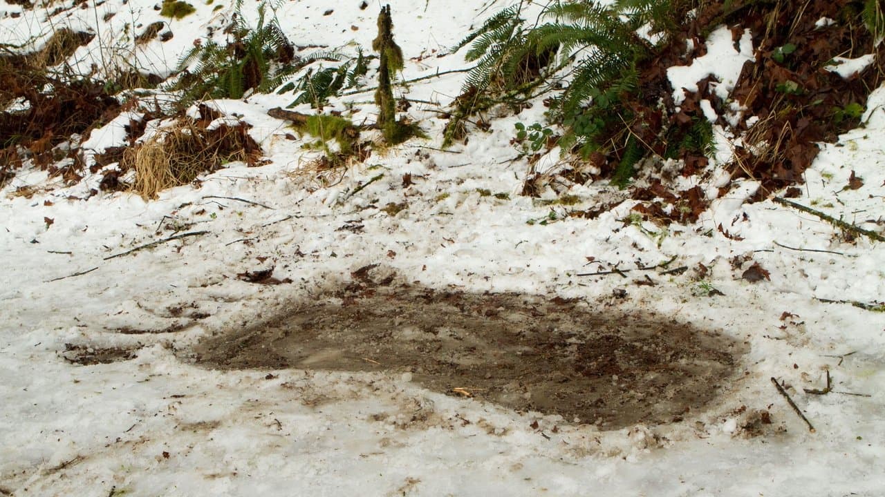 Bigfootの背景画像