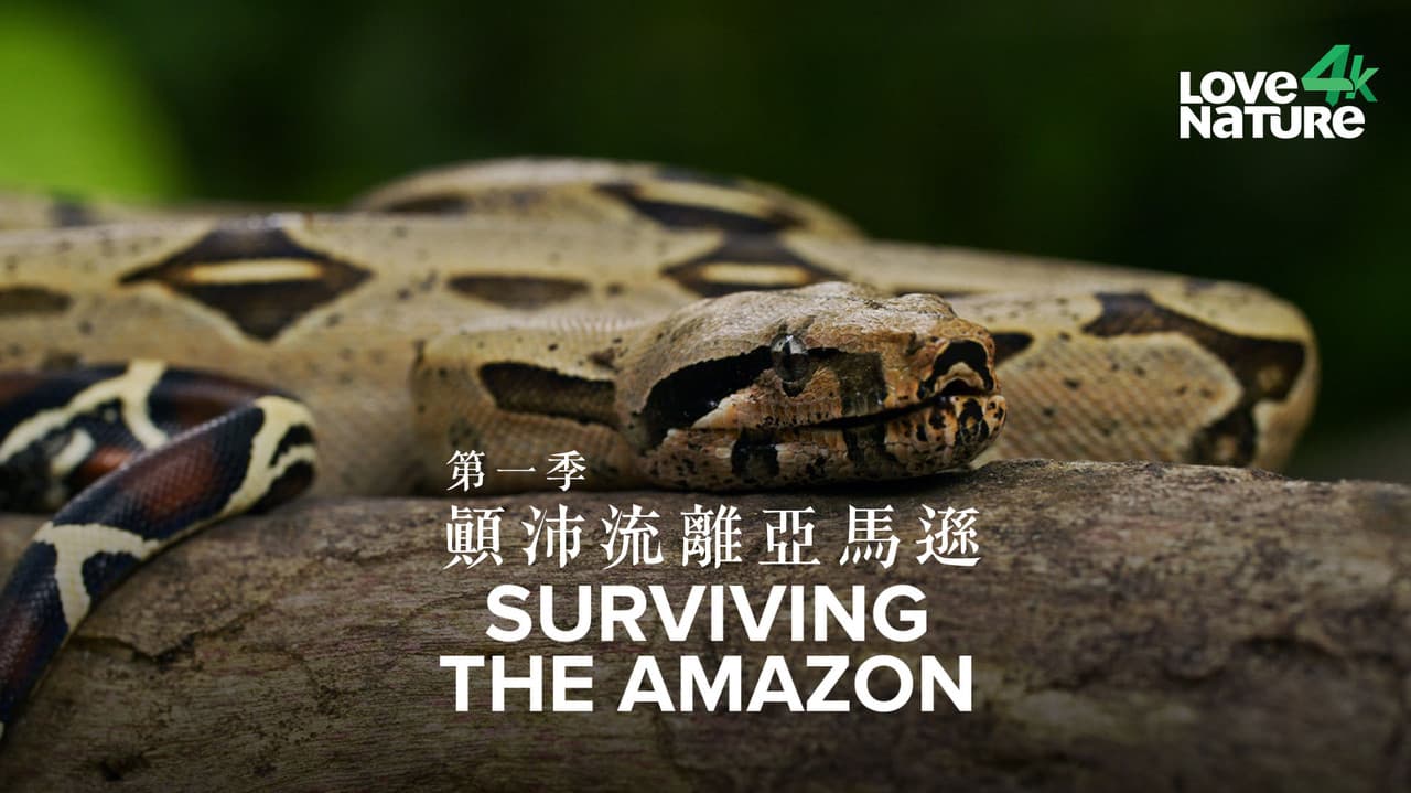 Surviving the Amazonの背景画像
