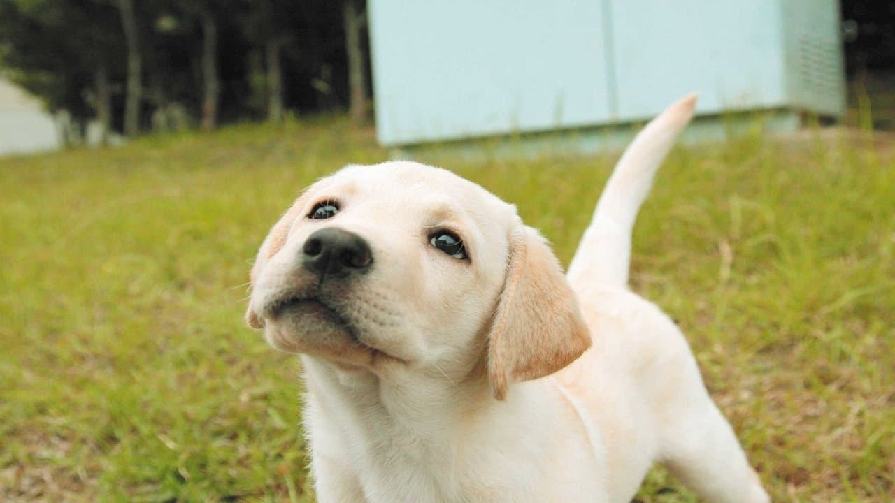 きな子〜見習い警察犬の物語の背景画像