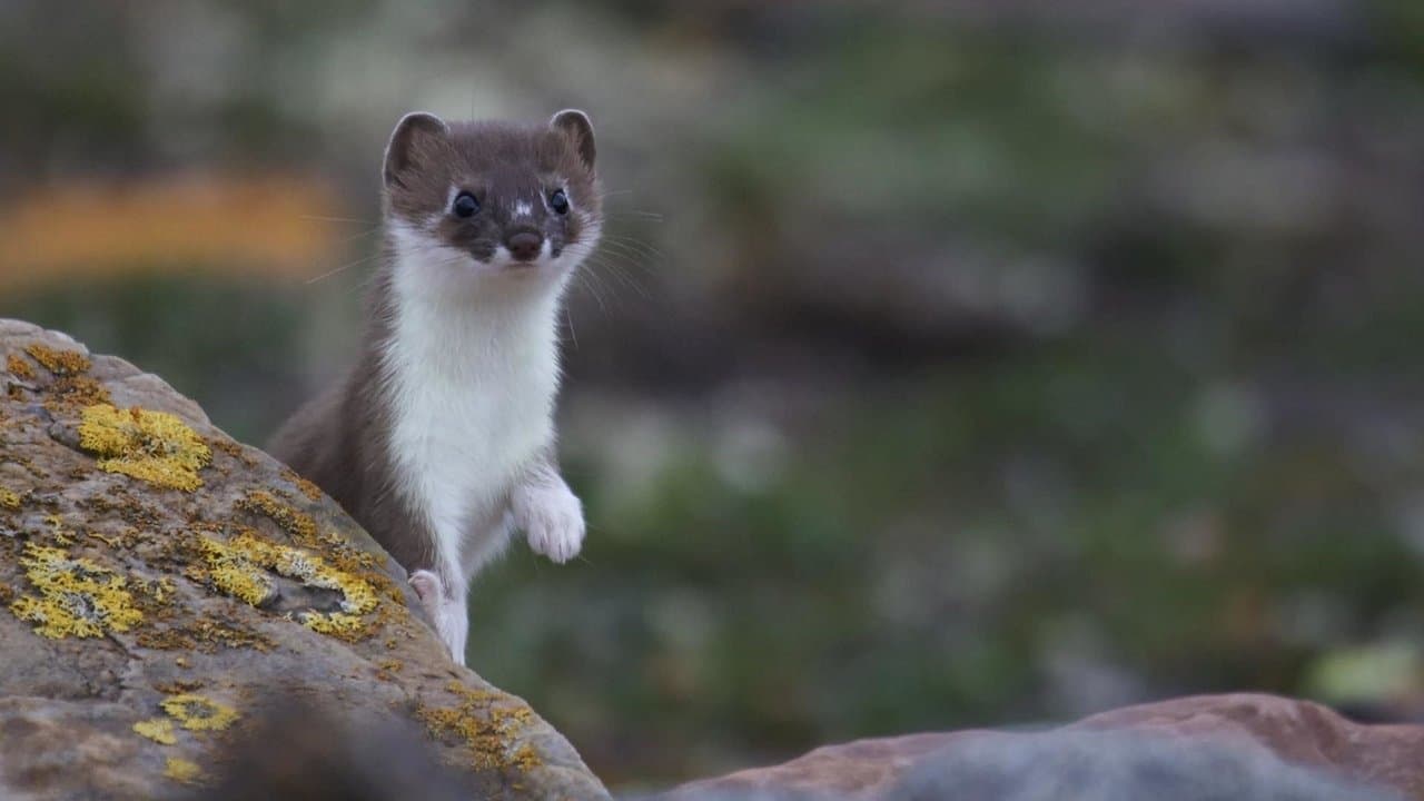 Weasels: Feisty and Fearlessの背景画像