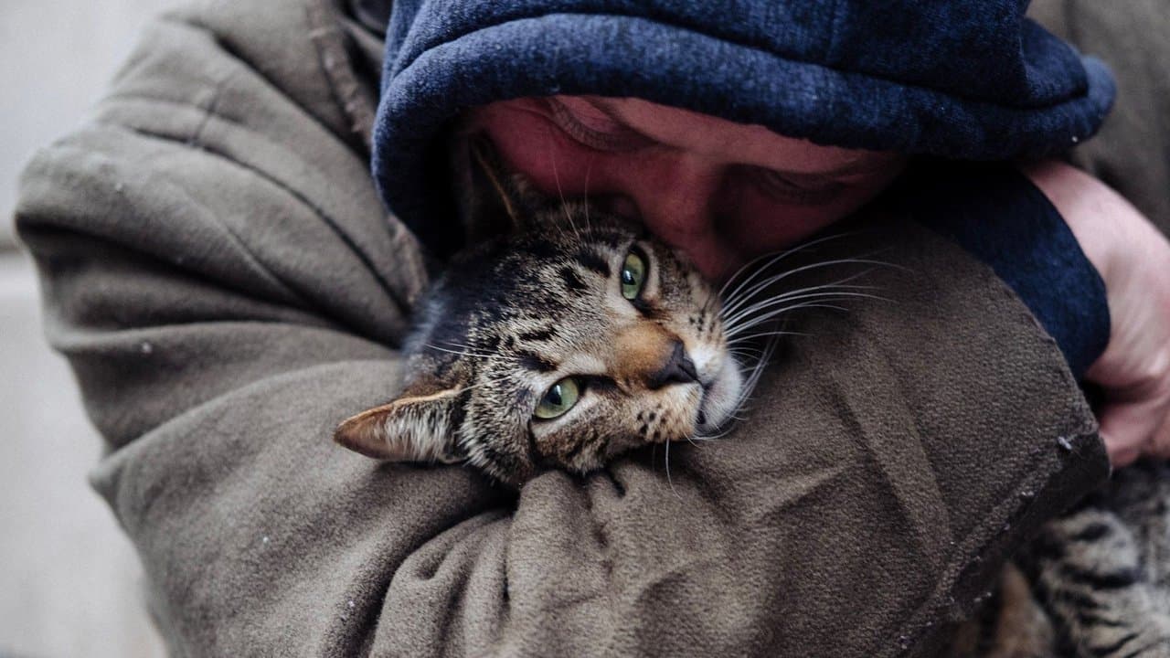 Cat Daddiesの背景画像