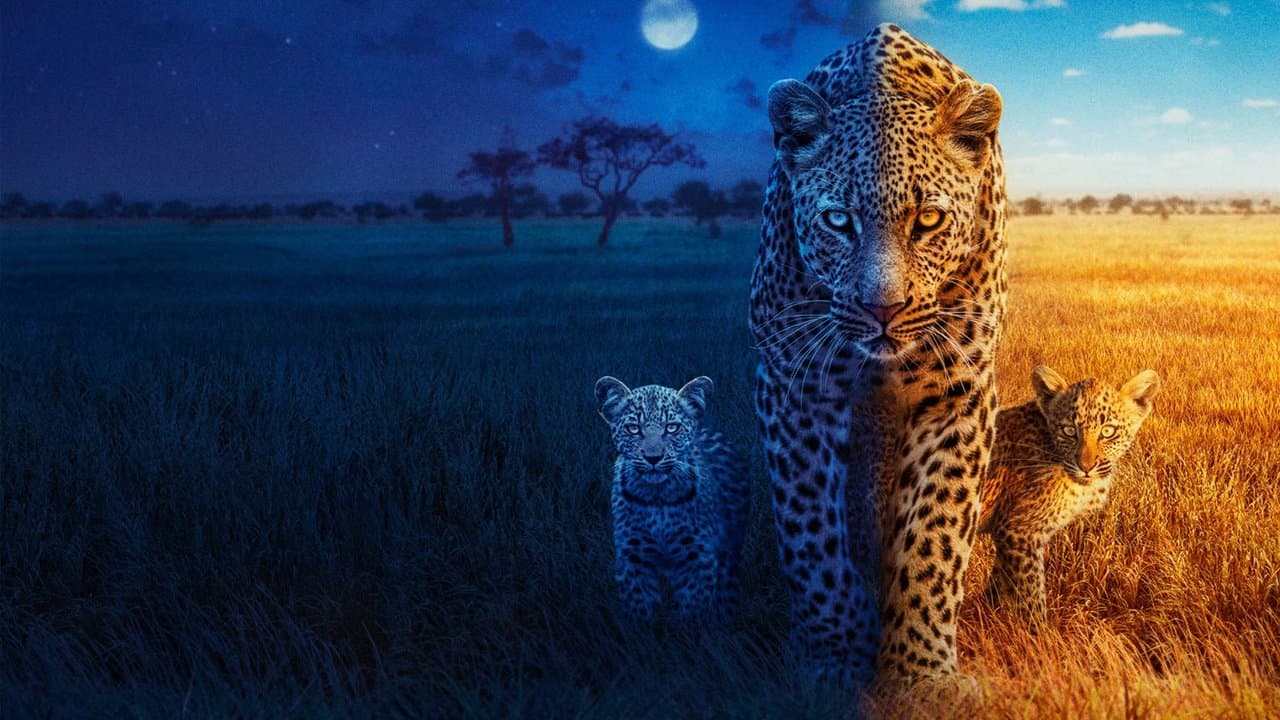 Big Cats 24/7の背景画像