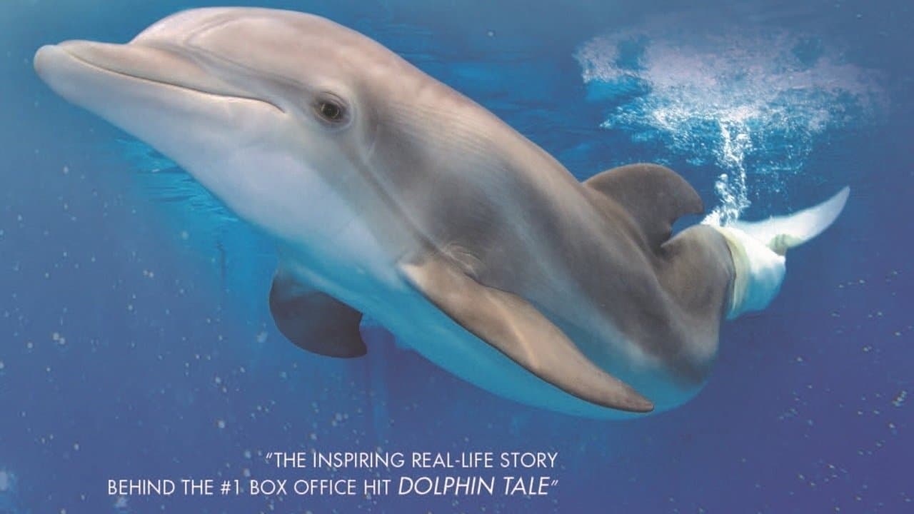 Winter, the Dolphin that Canの背景画像