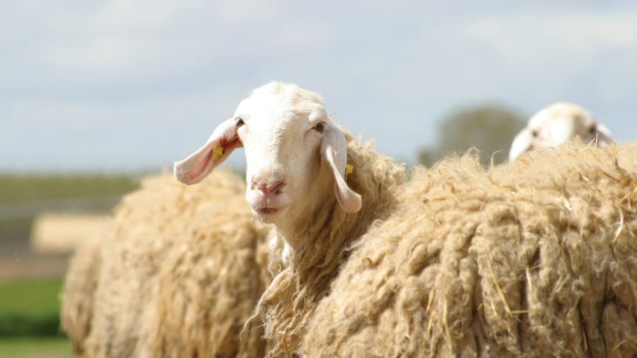 Sweetgrassの背景画像