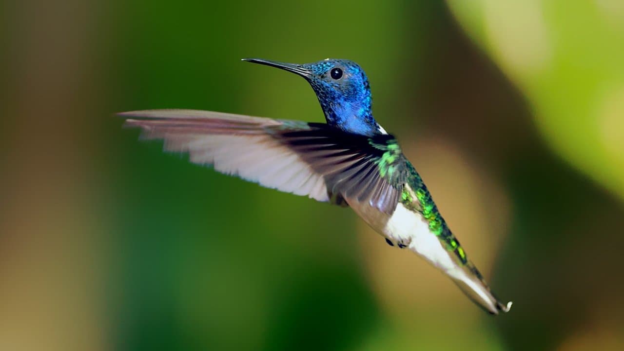 Secrets of Our Living Planetの背景画像