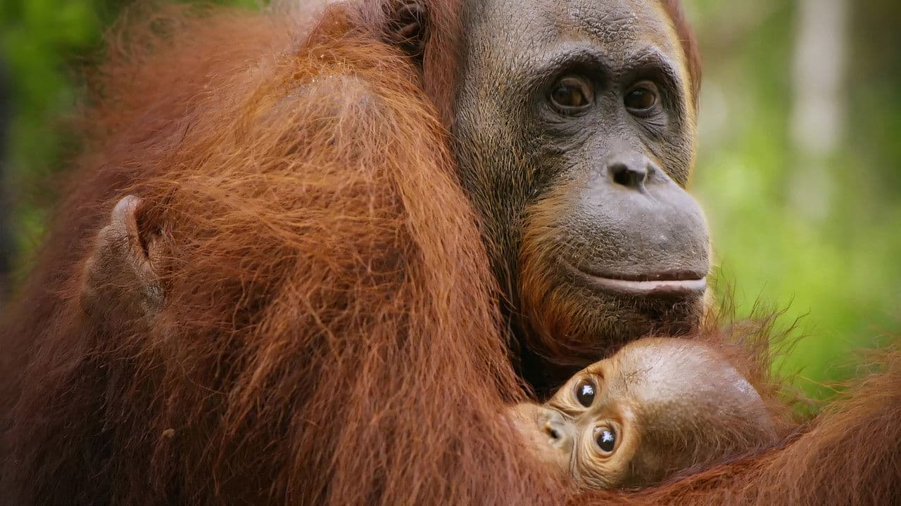 Red Ape: Saving the Orangutanの背景画像