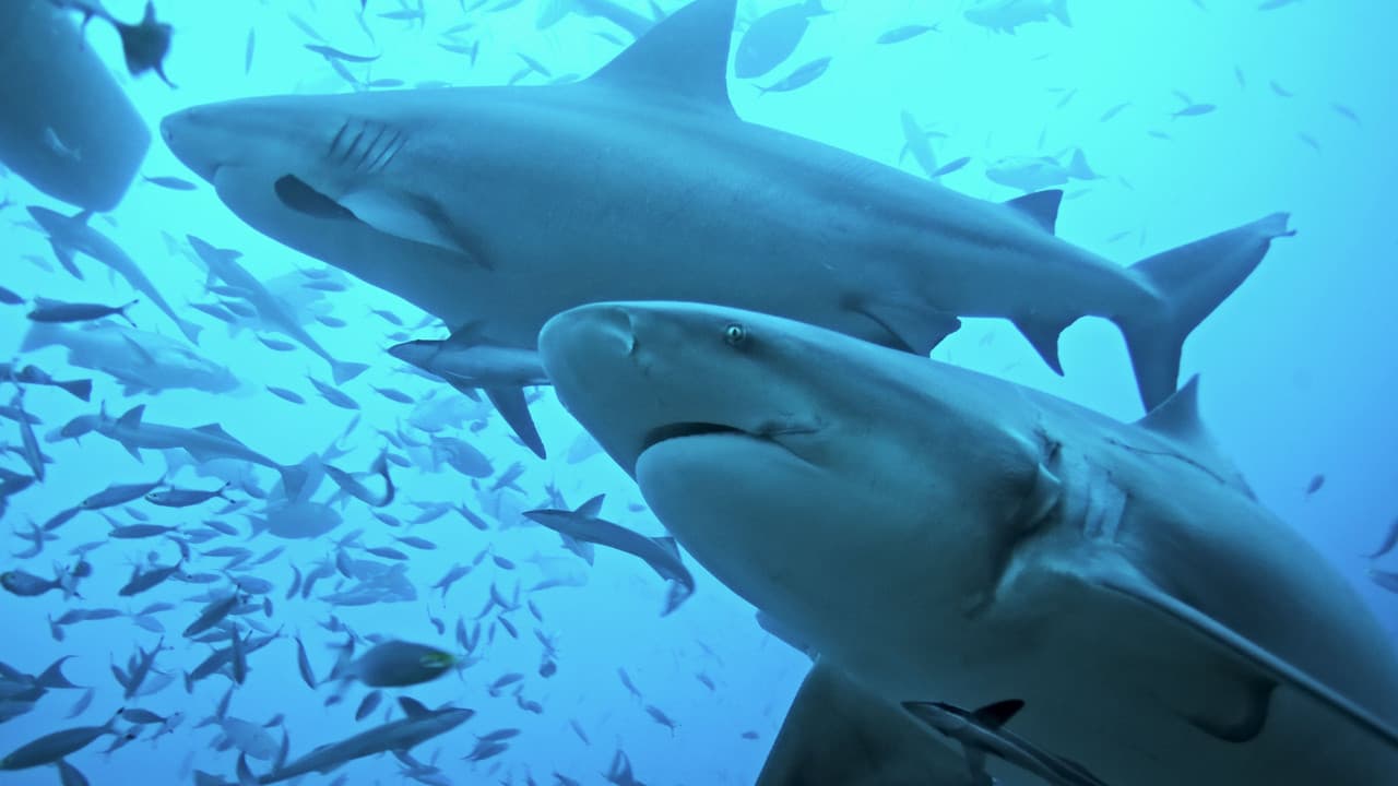 The Sharks Of Headstone Hellの背景画像