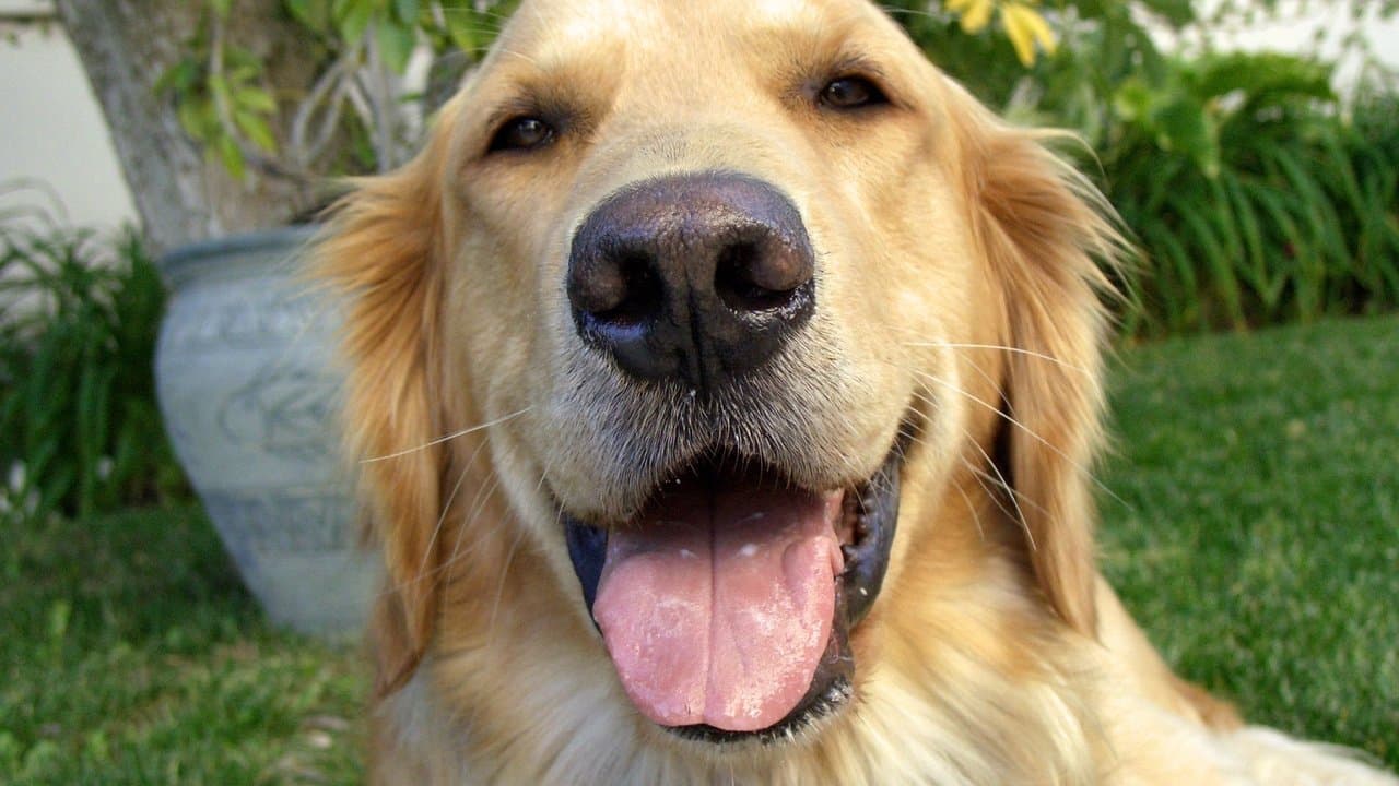 And Man Created Dogの背景画像