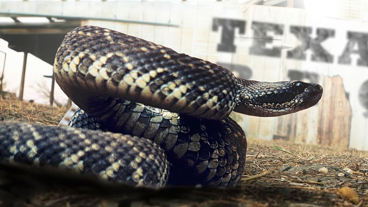 Rattlesnake Republicの背景画像