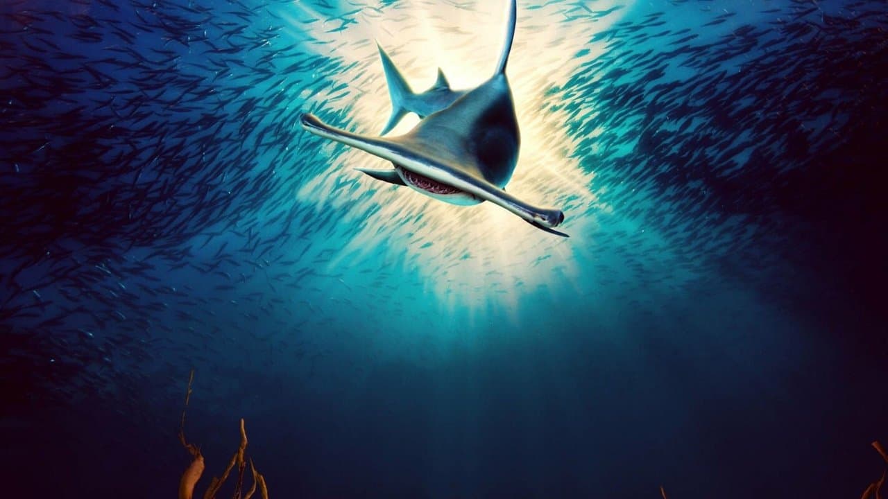 Monster Hammerheads: Killer Instinctの背景画像