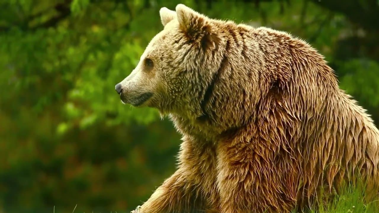 Unedited Footage of a Bearの背景画像