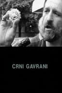 Crni gavrani