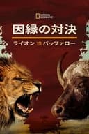 Blood Rivals: Lion vs Buffalo