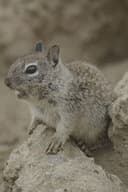 San Diego: America's Wildest City