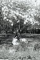 Sommerspøg og Rævestreger