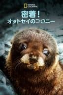 密着！オットセイのコロニー