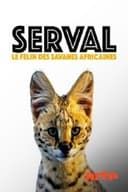 Servale - Afrikas unbekannte Katzen