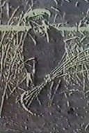 Ангел жатвы