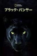 The Real Black Panther