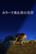 カラーで見る夜の世界