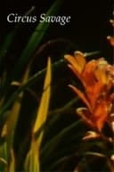 Circus Savage