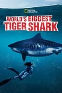 World's Biggest Tiger Shark