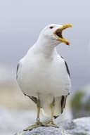 Sully Seagull
