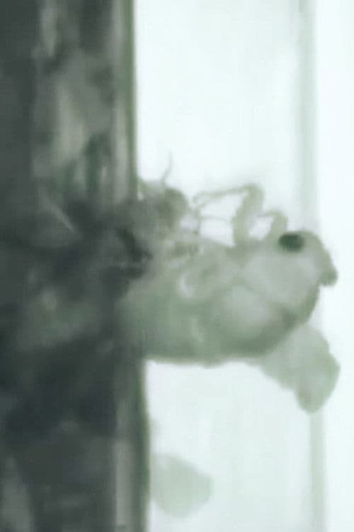 Un Ange Passeのポスター