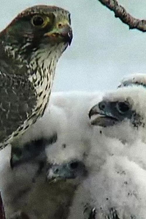 The Barrens Questのポスター