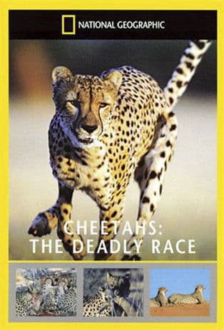 Cheetahs: The Deadly Raceのポスター