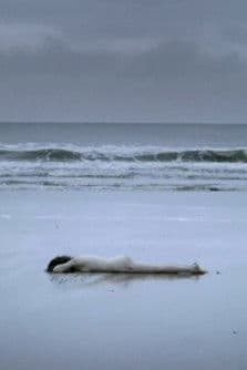 Nem a mim, nem a tiのポスター