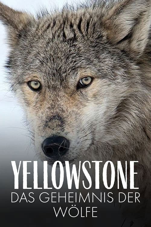 Yellowstone - Das Geheimnis der Wölfeのポスター
