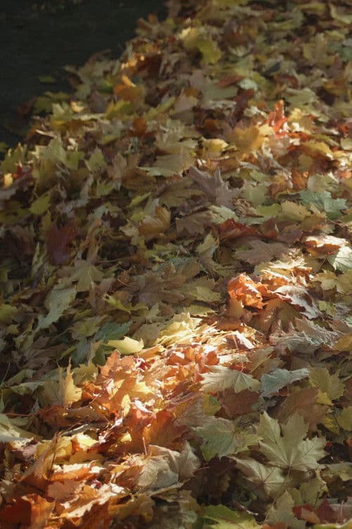 My Heart Is Walking Around Outside of My Bodyのポスター