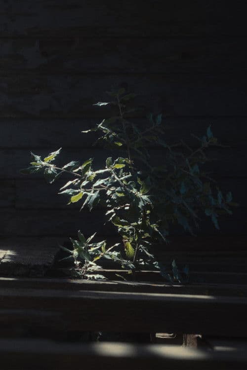 L'Angeloのポスター