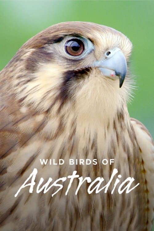 Wild Birds of Australiaのポスター