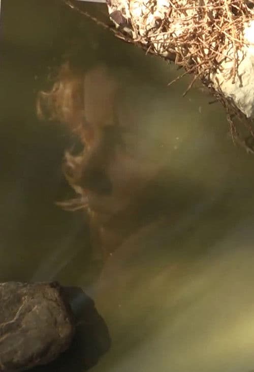 The Last Day of Leonard Cohen in Hydraのポスター