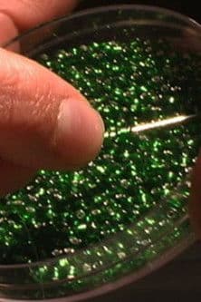 My Heart the Prophetのポスター